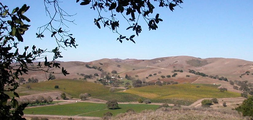 Santa Ynez vineyards 2.jpg